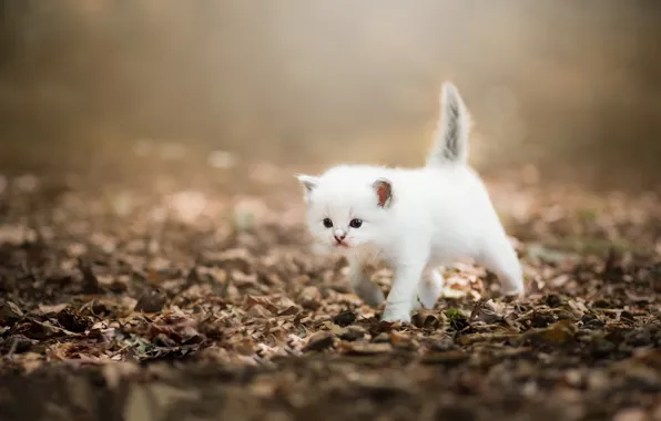 Cat, white, nature, kitty, foliage, walk, face, bokeh