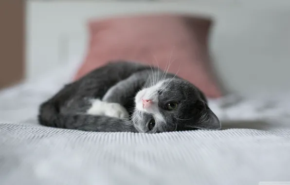 Bed, cat, fluffy, lies, kitty