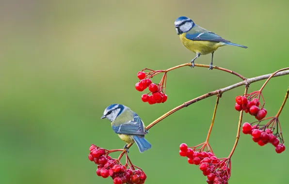 Birds, berries, background, branch, pair, Kalina, Titmouses, Blue tit