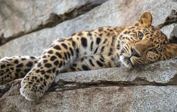 Look, face, stones, paws, leopard, wild cat