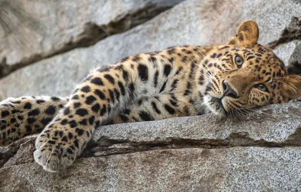 Picture look, face, stones, paws, leopard, wild cat