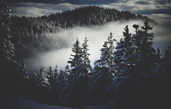 Picture winter, forest, fog