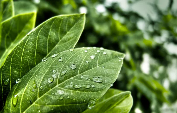 Sheet, droplets, ROSA