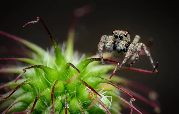 Look, macro, pose, the dark background, plant, spider, spikes, bokeh