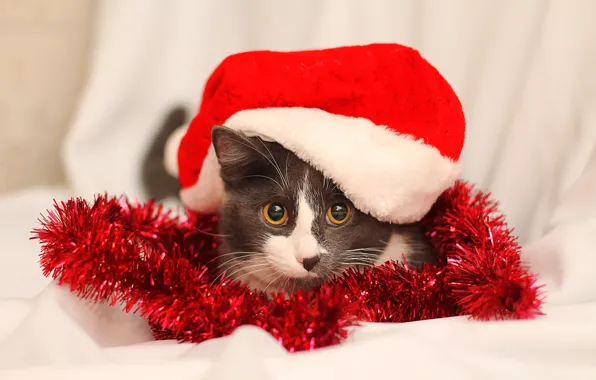 Picture cat, eyes, cat, red, new year, 2015, murlen, mourlin