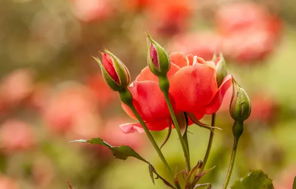 Background, roses, buds