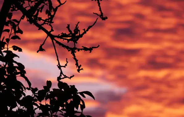 Sunset, evening, sun, sundown