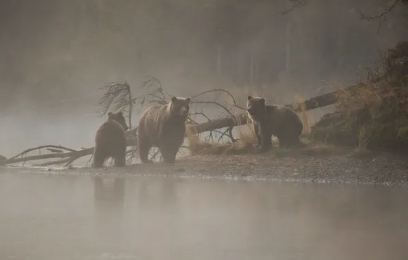 Picture river, tree, morning, bears, bears, bear, morning mist, the three bears