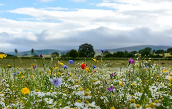 Picture field, flowers, nature, Maki, chamomile, meadow, field, cornflowers