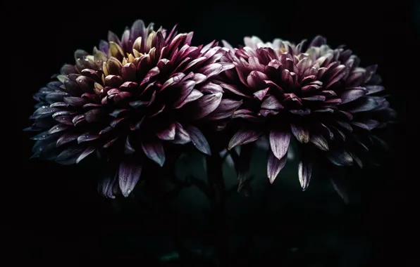 Flowers, nature, background