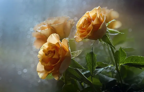 Wallpaper orange, flowers, bouquet, treatment, roses