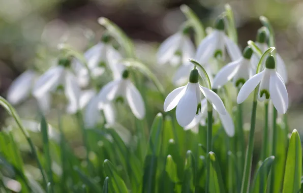 Light, flowers, blur, spring, snowdrops, white, blur, bokeh