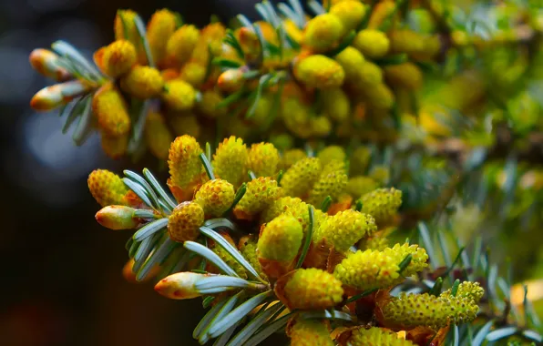 Spring, pine, twig