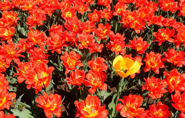 Picture flowers, widescreen, Wallpaper, tulips, wallpaper, widescreen, background, the Wallpapers