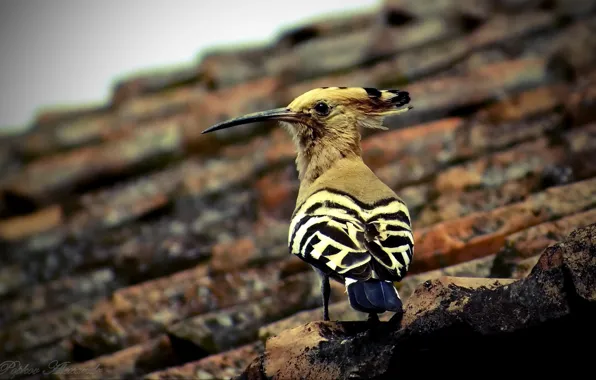 Picture the city, bird, tile, hoopoe