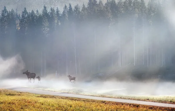 Picture fog, morning, moose