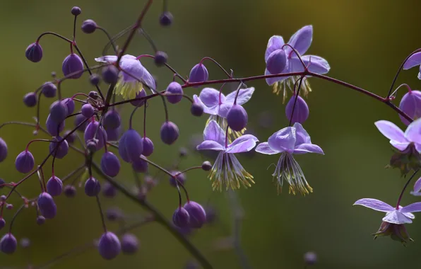 Branch, flowers, buds, Rue Delawa