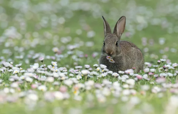 Flowers, glade, hare, rabbit, Bunny, rodent, rabbit, Daisy