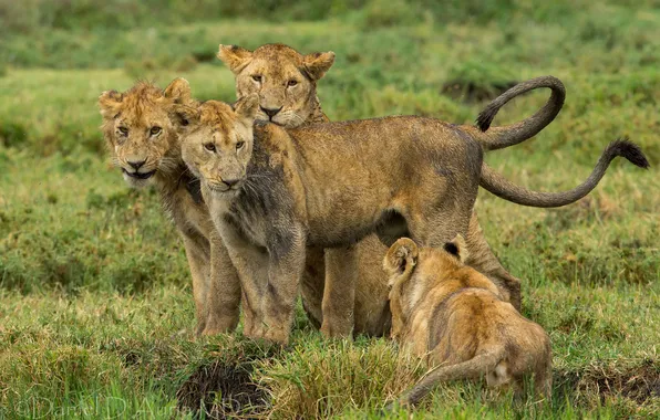 Picture predators, kittens, the cubs