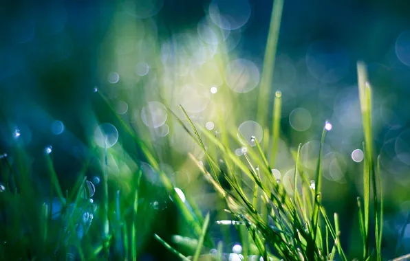 Picture greens, drops, macro, Rosa, plants, weed