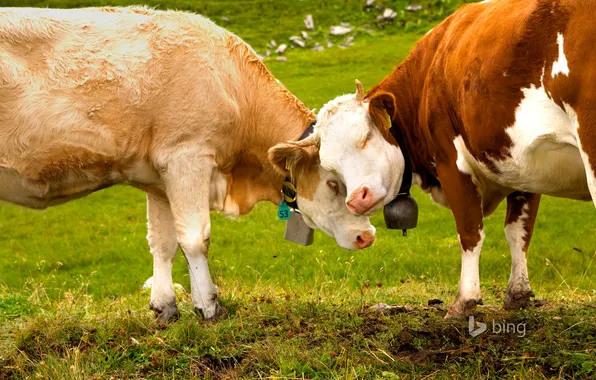 Grass, Switzerland, cows, Alps, bell, Switzerland, Thurgau, Thurgau