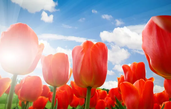 Picture the sky, clouds, tulips, red, the rays of the sun, closeup