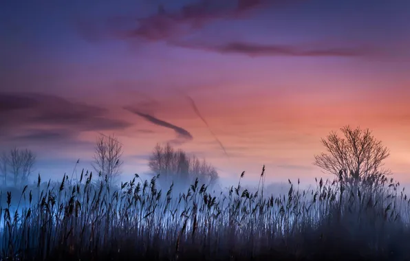 Landscape, sunset, fog, reed