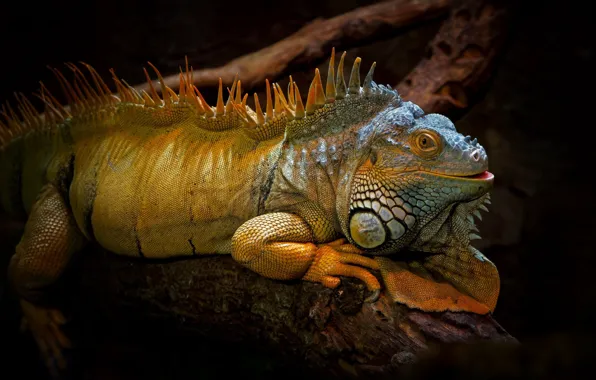 Wallpaper nature, background, iguana for mobile and desktop, section ...