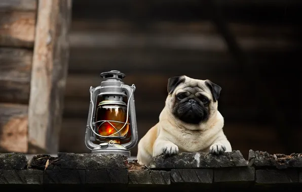 Look, dog, lights, pug, Lana Polyakova
