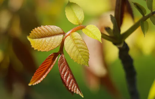 Leafs, spring, plant, twig
