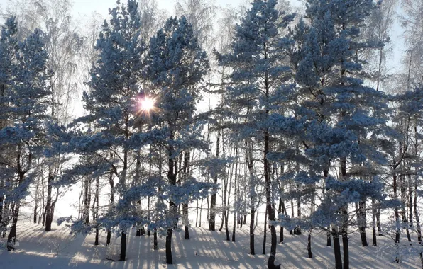 Winter, forest, the sun, rays, snow, trees, sunset, spruce