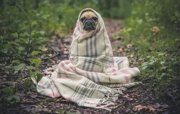 Sadness, forest, leaves, dog, pug, fabric, dog