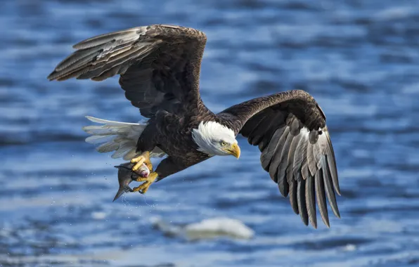 Water, bird, eagle, wings, fish, catch, bald eagle, white - tailed eagle