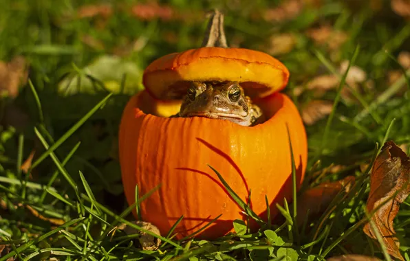 Picture grass, eyes, leaves, shadow, pumpkin, toad, bokeh