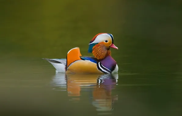 Picture bird, duck, floats