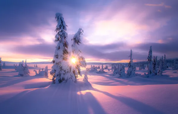 Winter, the sun, light, snow, tree