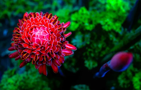 Picture flower, bright, petals, Dahlia, macro. nature