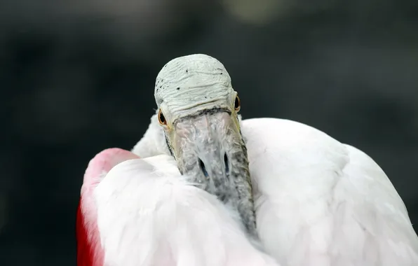 Macro, bird, roseate spoonbill