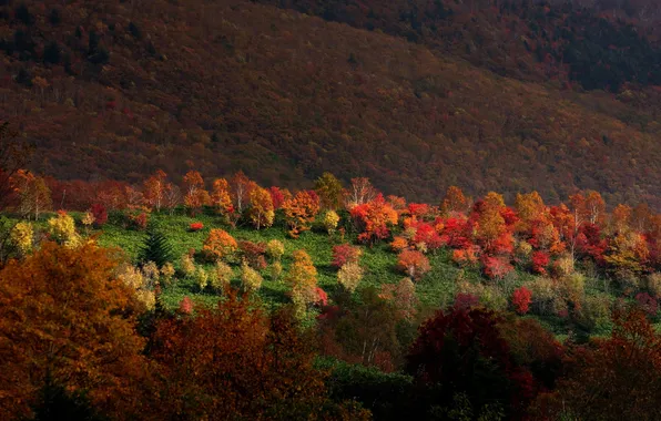 Picture autumn, forest, light, trees, mountains, nature, Sarukura