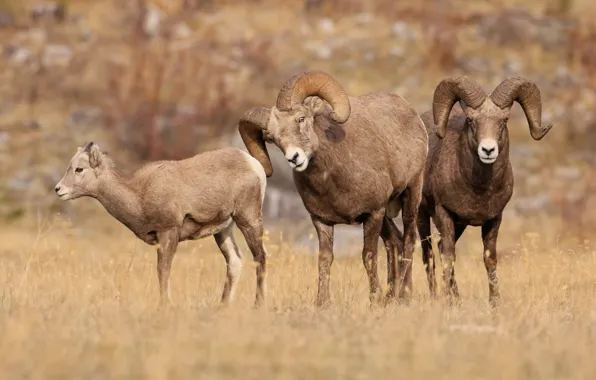 Look, nature, three, horns, RAM, trio, sheep