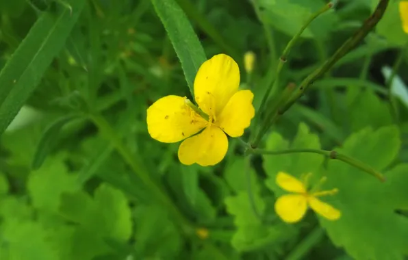 Flowers, Nature, Yellow