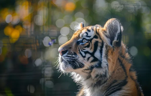 Look, tiger, profile, face, tiger, bokeh, AI art, neural network