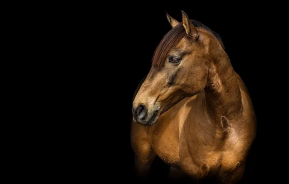Look, face, horse, horse, portrait, black background, chestnut