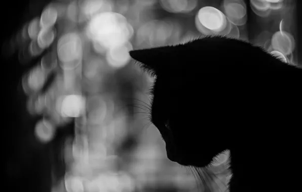 Picture cat, mustache, background, silhouette
