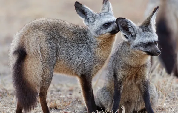 Fox, pair, Fox, bat-eared