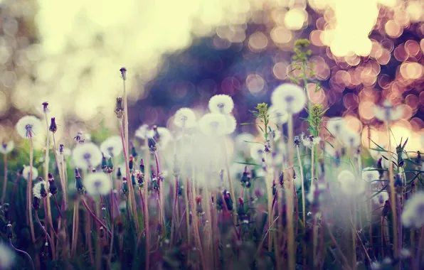 Picture grass, macro, flowers, glare, dandelions