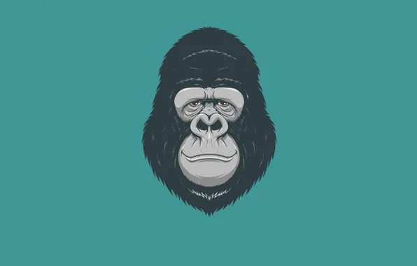 Picture minimalism, head, monkey, gorilla, monkey, gorilla