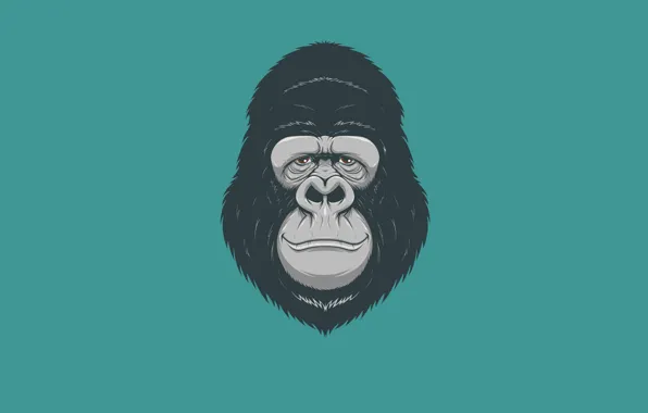 Minimalism, head, monkey, gorilla, monkey, gorilla