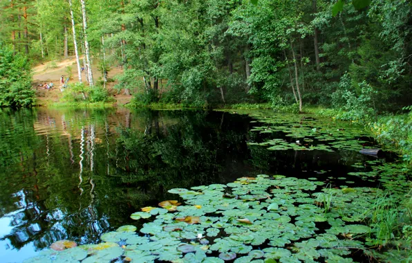 Nature, lake, photo, Saint Petersburg, Russia, water lilies, Komarovo, Squad