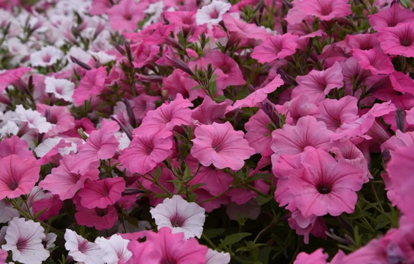 Pink, flowerbed, a lot, petunias